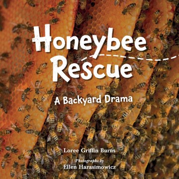 Honeybee Rescue a Backyard Drama