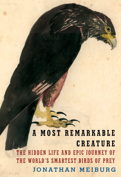 Cover of A Most Remarkable Creature: The Hidden Life and Epic Journey of the World's Smartest Birds of Prey