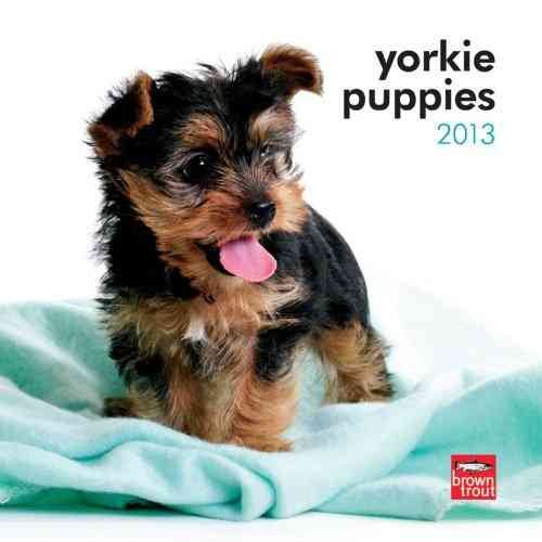 Yorkshire Terrier Puppies 2013 Calendar