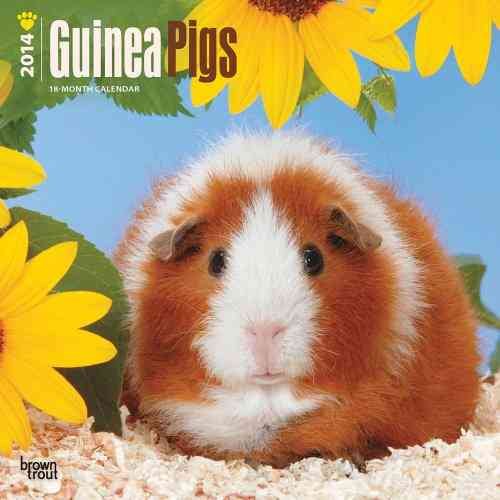 Guinea Pigs 2014 Calendar
