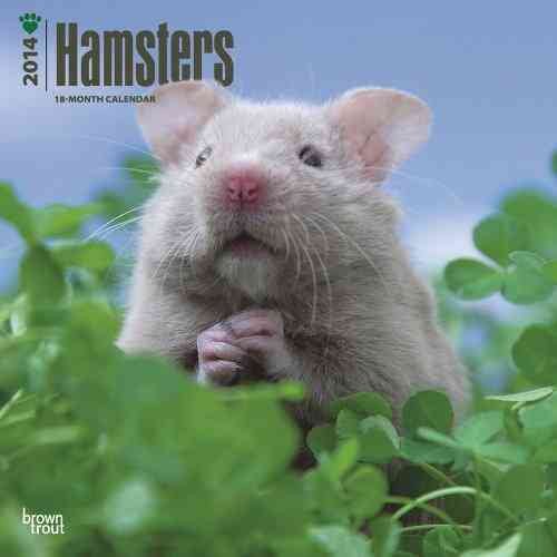 Hamsters 2014 Calendar