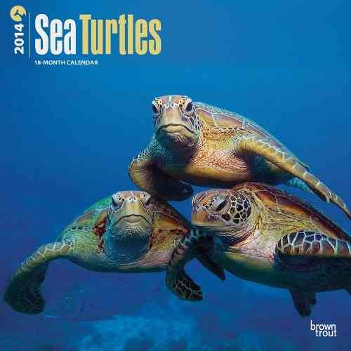 Sea Turtles 2014 Calendar