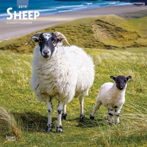 Sheep 2019 Calendar(Wall)