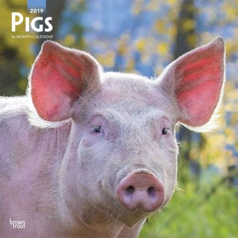 Pigs 2019 Calendar(Wall)