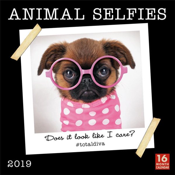 Animal Selfies 2019 Calendar