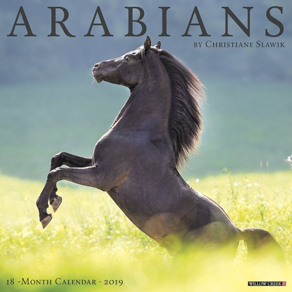 Arabians 2019 Calendar(Wall)