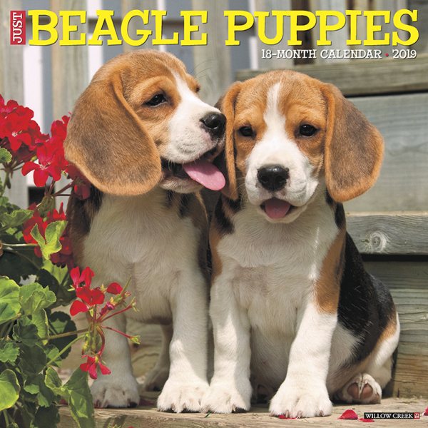 Just Beagle Puppies 2019 Calen(Wall)