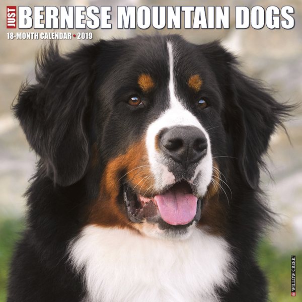 Just Bernese Mountain Dog 2019(Wall)