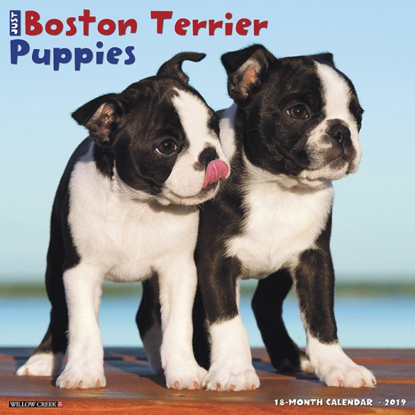 Just Boston Terrier Puppies 20(Wall)