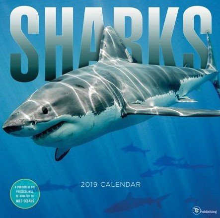 Sharks 2019 Calendar(Wall)