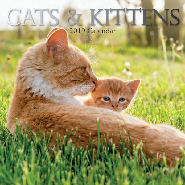 Cats & Kittens 2019 Calendar(Wall)