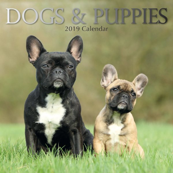 Dogs & Puppies 2019 Calendar(Wall)