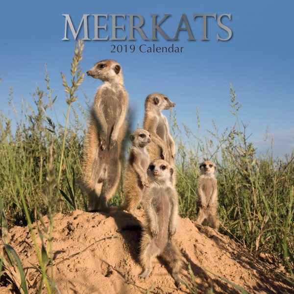 Meerkats 2019 Calendar(Wall)