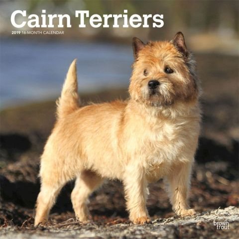 Cairn Terriers 2019 Calendar(Wall)