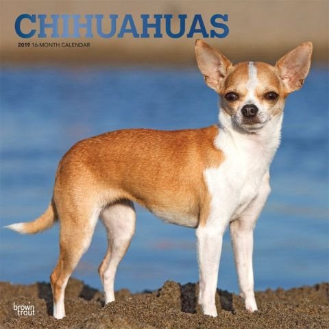 Chihuahuas 2019 Calendar(Wall)