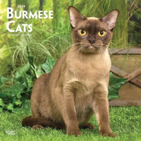 Burmese Cats 2019 Calendar(Wall)