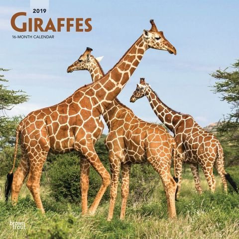 Giraffes 2019 Calendar(Wall)