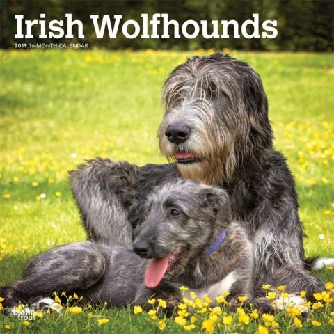 Irish Wolfhounds 2019 Calendar(Wall)