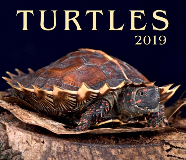 Turtles 2019(Wall)