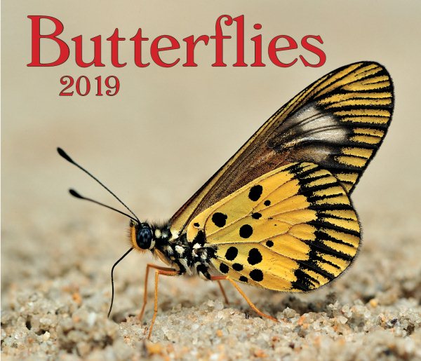 Butterflies 2019(Wall)