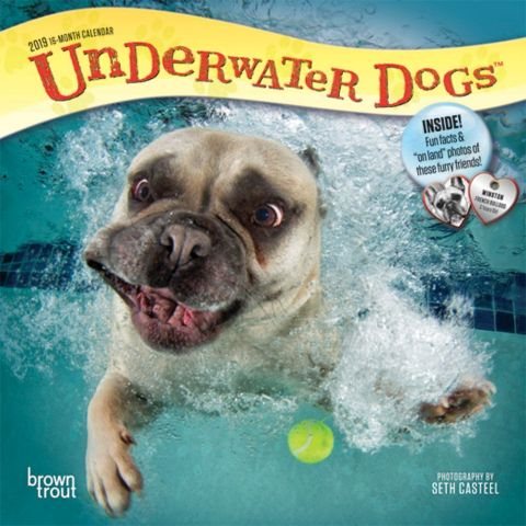 Underwater Dogs 2019 Calendar