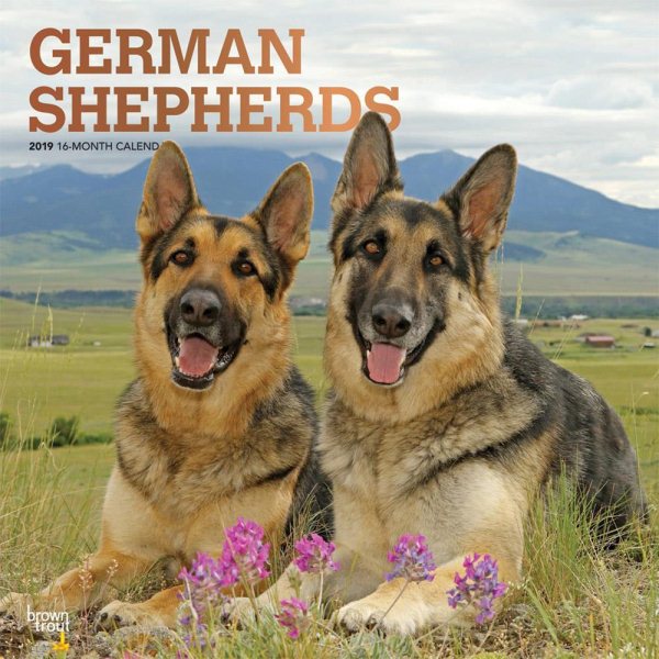 German Shepherds 2019 Calendar(Wall)