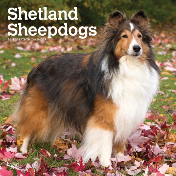 Shetland Sheepdogs 2019 Calend(Wall)