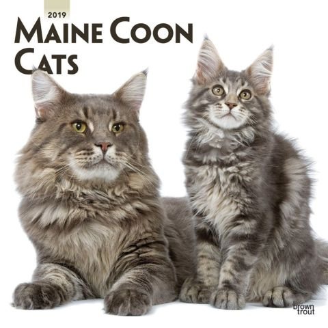 Maine Coon Cats 2019 Calendar(Wall)