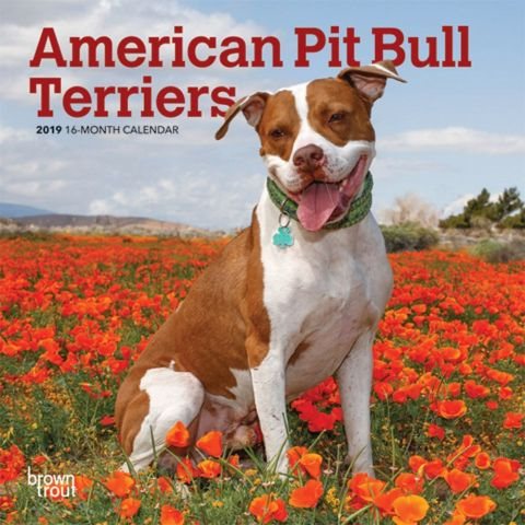 American Pit Bull Terriers 2019 Calendar