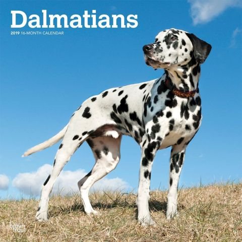 Dalmatians 2019 Calendar(Wall)